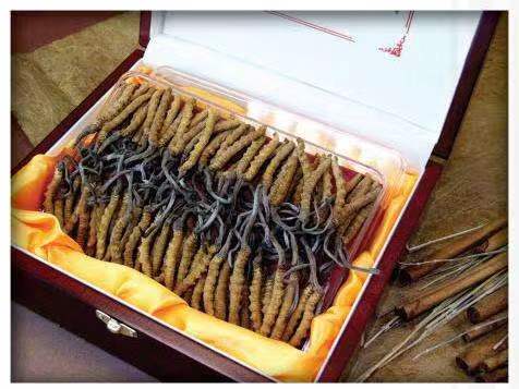 刚察冬虫夏草回收